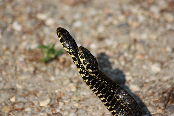 Lotta tra Coluber viridiflavus - Hierophis viridiflavus